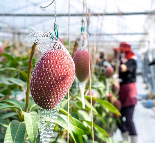 倉重農園の紹介